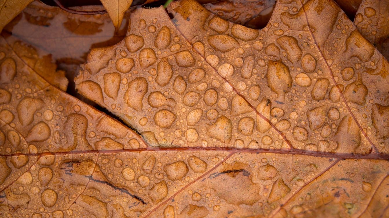 fotografia Otoño Canon Blog Consejos Tips 