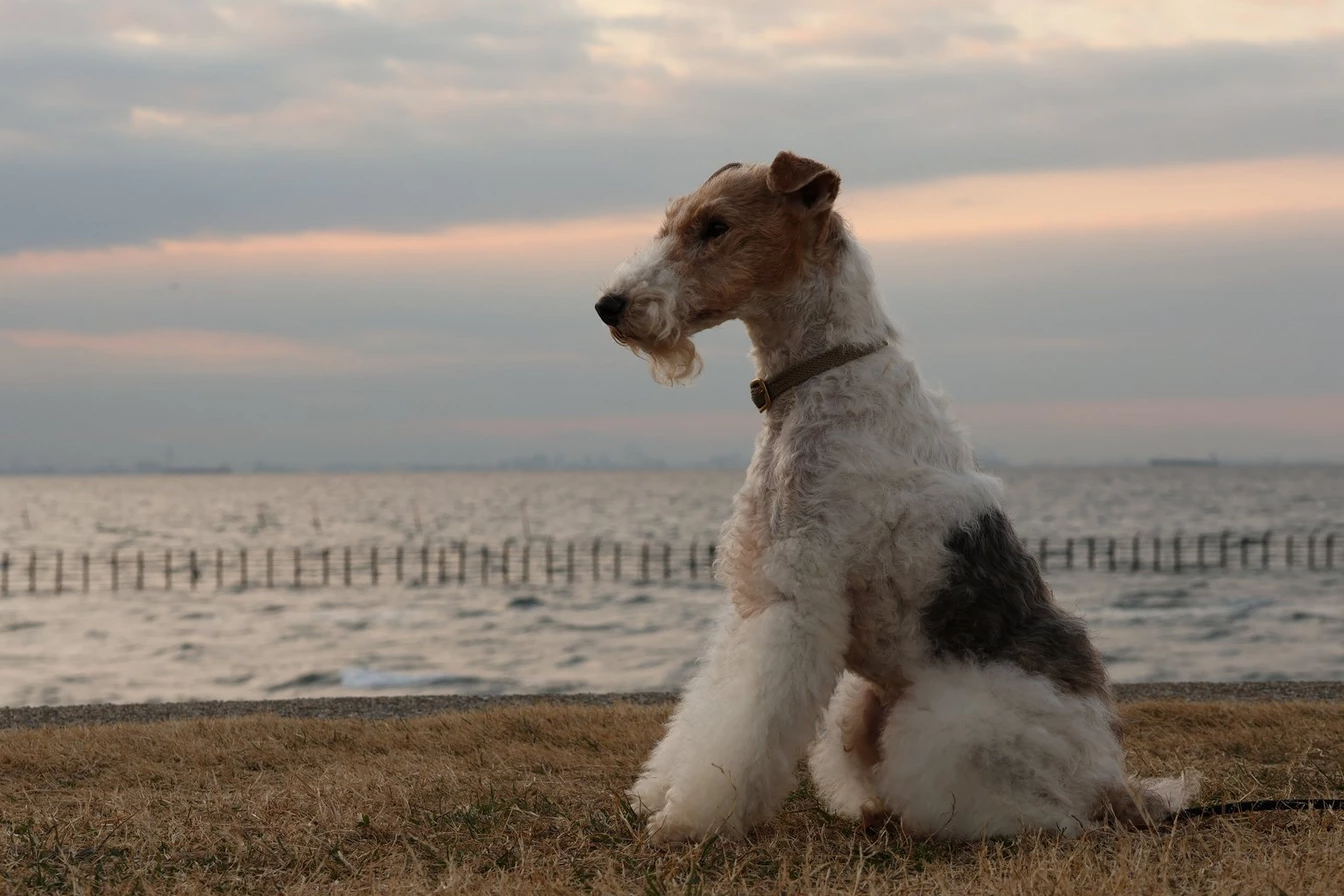 canon retrato perro dog