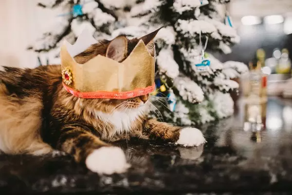 mascotas navidad foto