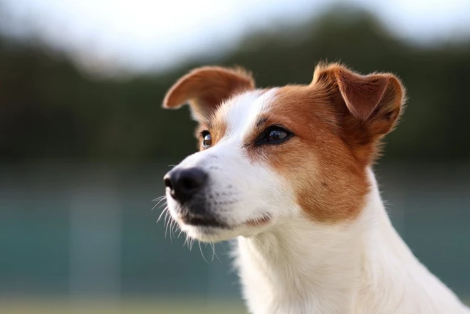 Perro Canon tips foto