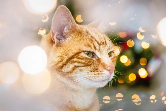 gato canon