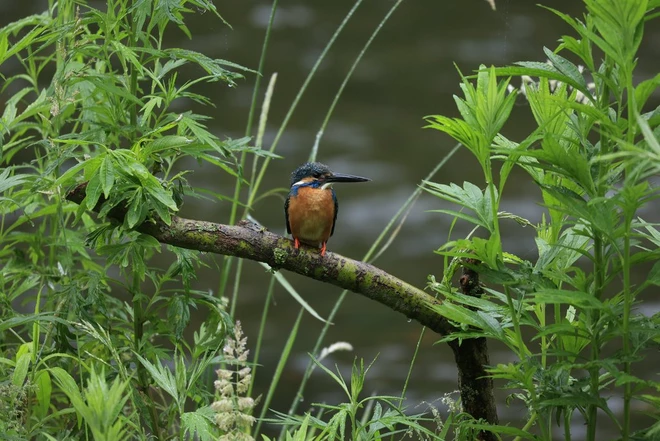canon lente naturaleza