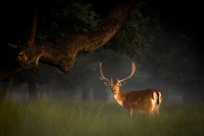 canon naturaleza lentes