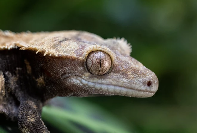 canon naturaleza lentes