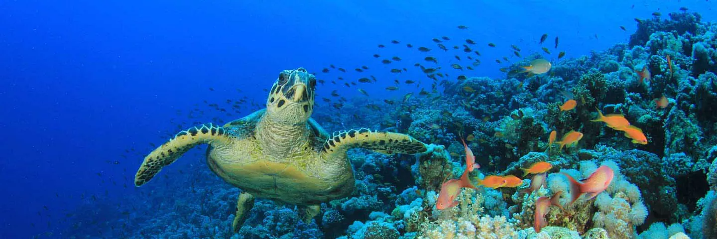 marine rescue