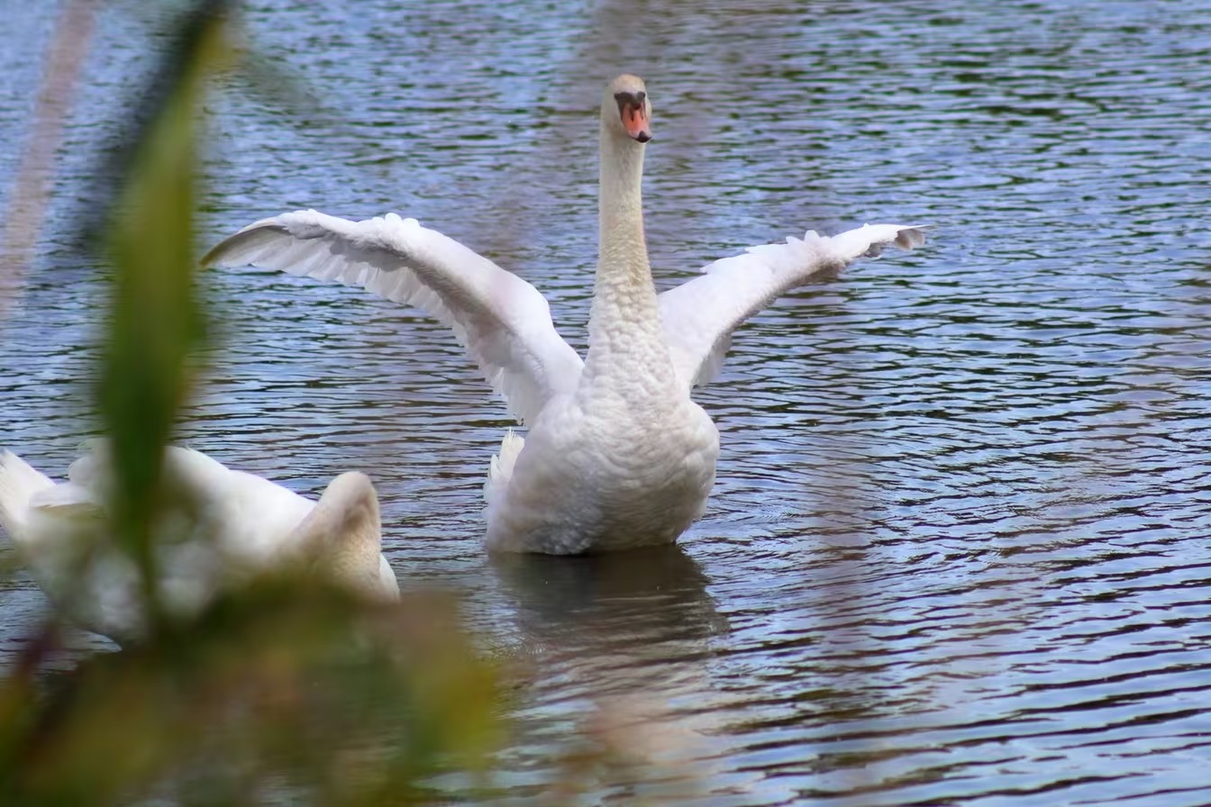 aves