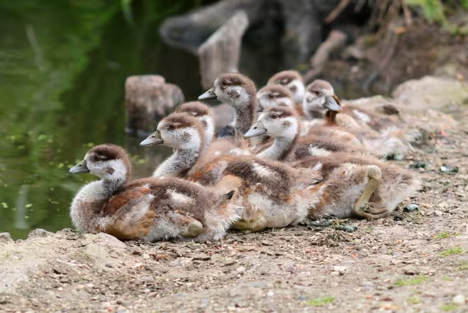 aves
