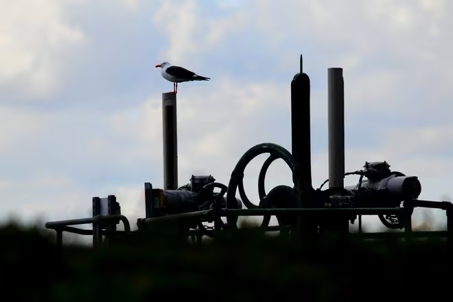 aves
