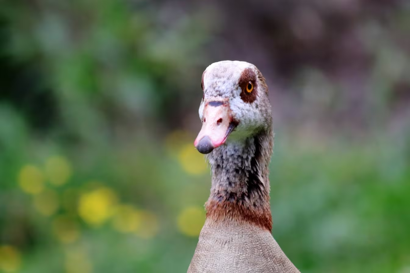 aves