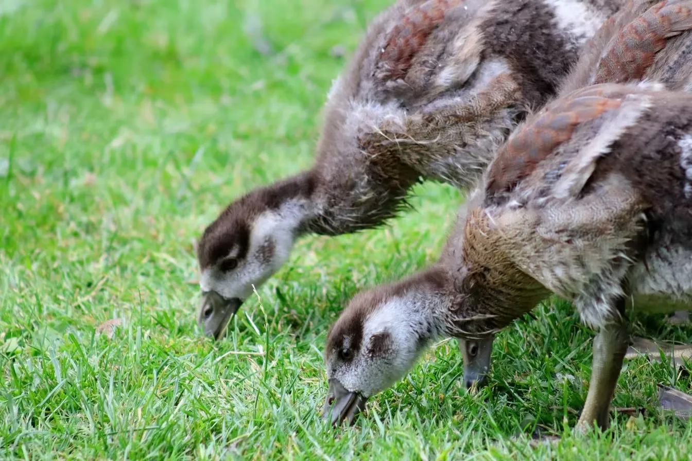 aves