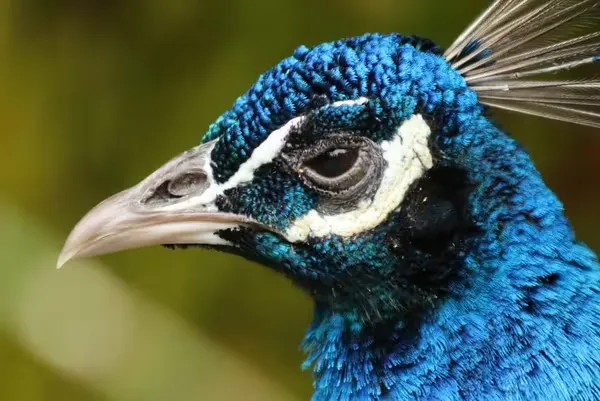 Enfoca sujetos lejanos