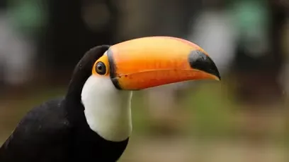 tucan