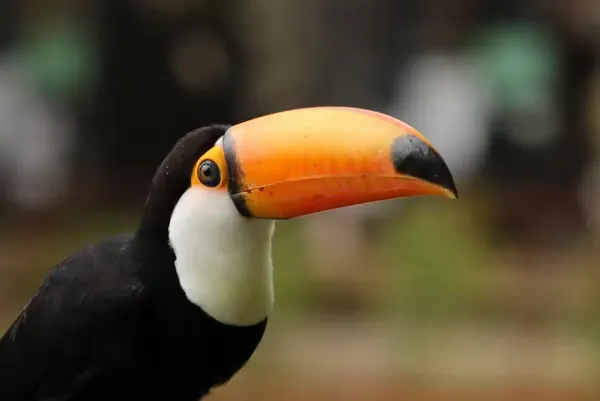 Sujetos nítidos y fondos suaves