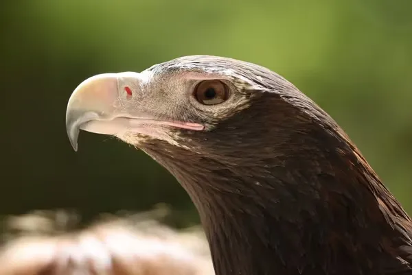 Llega a lo inalcanzable