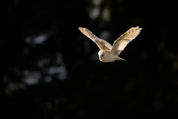 Sigue disparando incluso en condiciones cambiantes