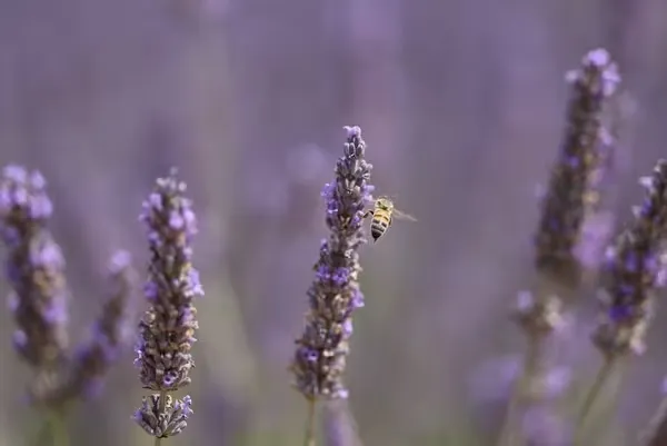 Funcionamiento rápido, ágil e intuitivo