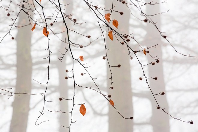 otoño canon tips
