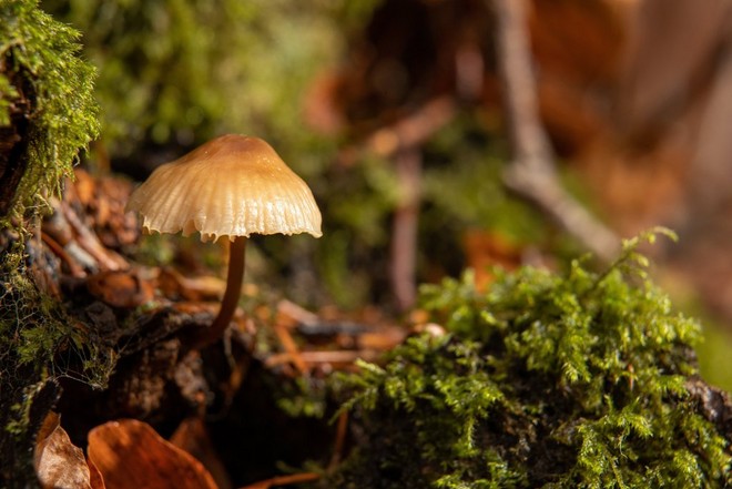 otoño canon tips
