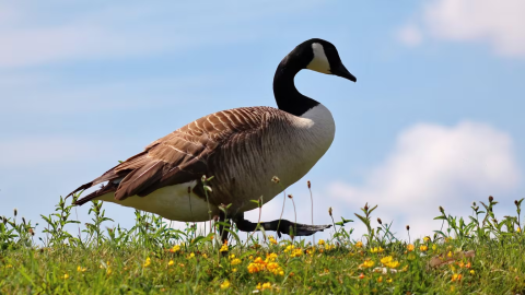 aves
